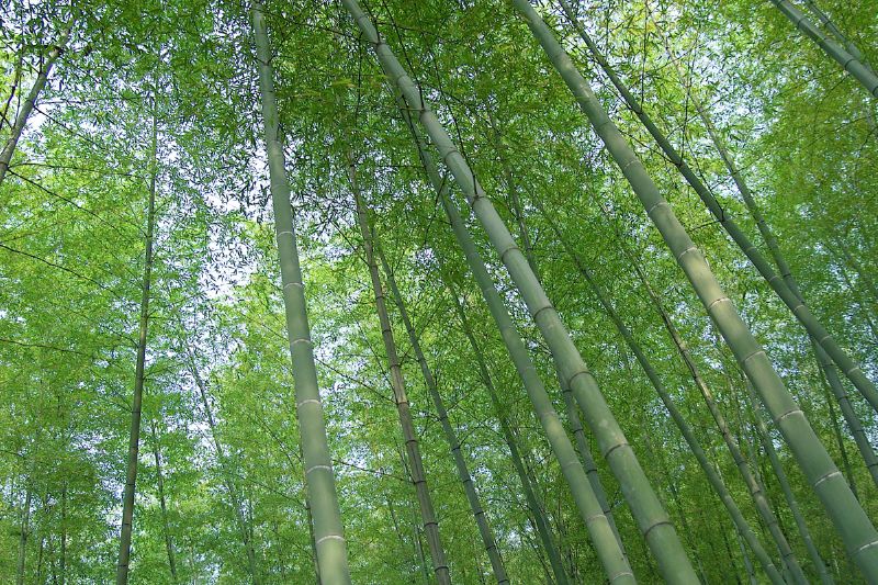 シリーズ 美竹 その１ 竹林の七賢人